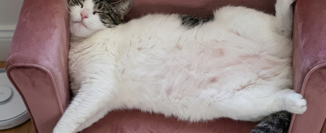 Obesidade e Diabetes Felina